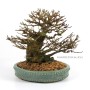 Acer buergerianum - Háromerű juhar shohin bonsai 01.