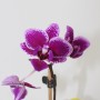 Phalaenopsis mini 1 száras 01.