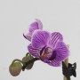 Phalaenopsis mini 1 száras 02.