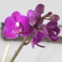 Phalaenopsis 1 száras mini 03.