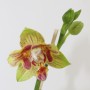 Phalaenopsis Yaphon Perbalm (peloric  3 lips)