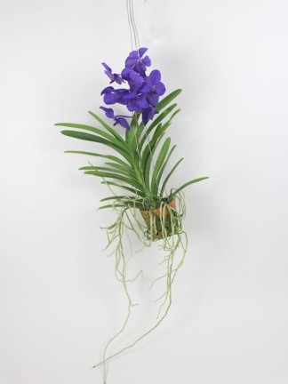 Vanda orchidea 1 száras agyag kaspóban 01.
