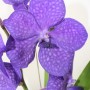Vanda orchidea 1 száras agyag kaspóban 01.