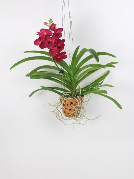 Vanda orchidea 1 száras agyag kaspóban 02.