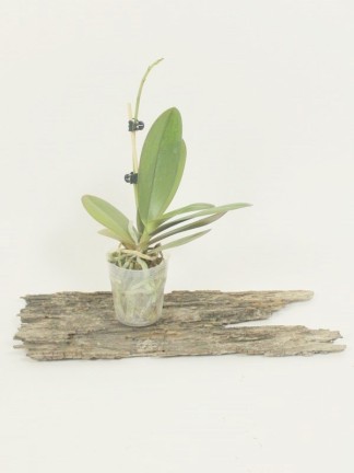 Phalaenopsis Chingruey 's Goldstaff  '520' (peloric )