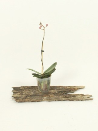 Phalaenopsis Little Mary 'Miki' (peloric)