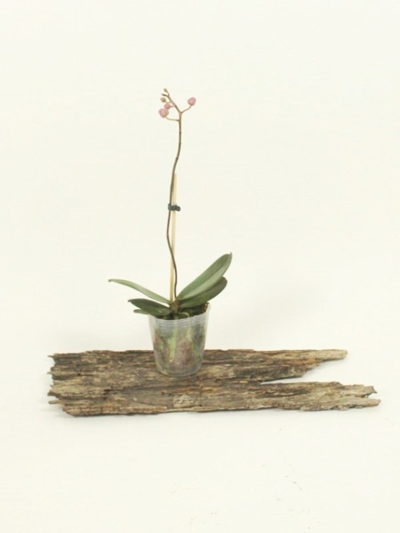Phalaenopsis Little Mary 'Miki' (peloric)