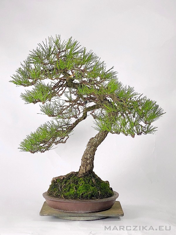 Marczika Kft Bonsai Plants Exclusive Bonsais Outdoor Bonsai Pine Pinus Bonsais Evergreen Bonsais Bunjin Style Pinus Thunbergii Bonsai Kuromatsu