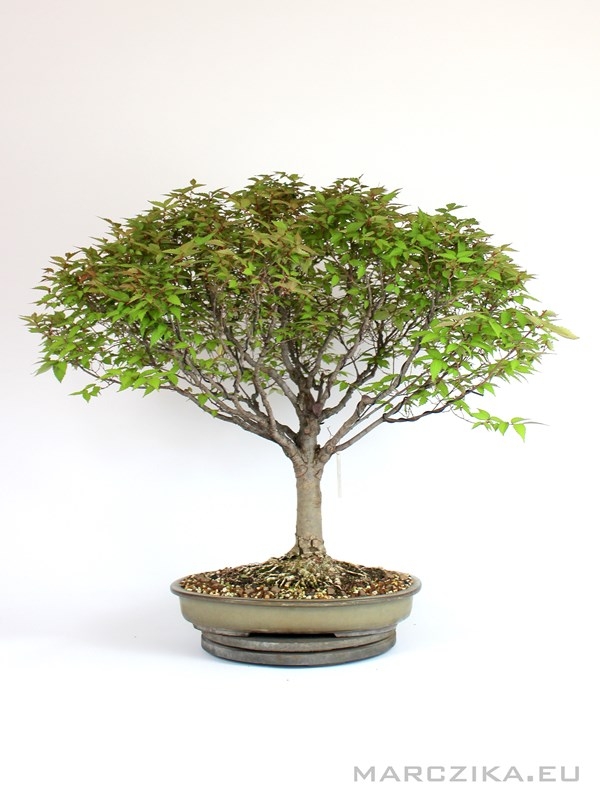 Marczika Kft Exclusive bonsaiok Bonsai  n v nyek 