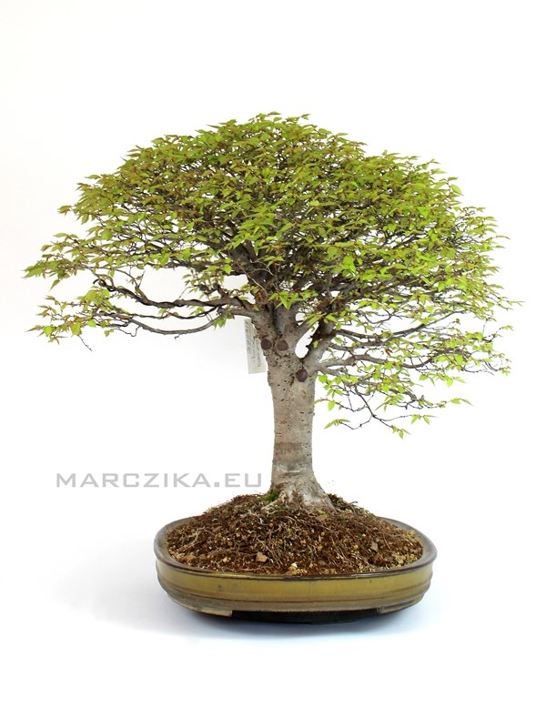 Marczika Kft Exclusive bonsaiok Bonsai  n v nyek 